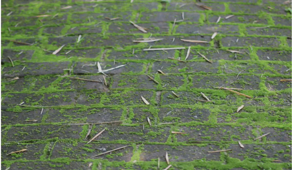 How to Get Rid of Moss on Driveway